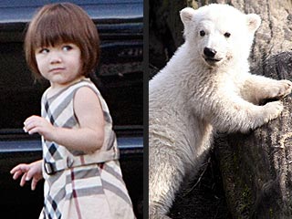 Knut: Coming to Theaters and Voiced by Suri Cruise?