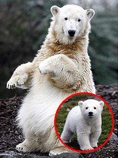 Knut the Polar Bear Dead