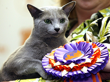 Russian Blue is Top Kitty at CFA-Iams Cat Show