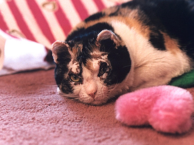 Scarlett The Heroic Cat Passes Away