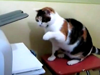 Cat Attacks Annoying Printer