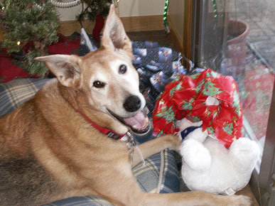 Don't Forget Your Pet in Cyber Monday Shopping