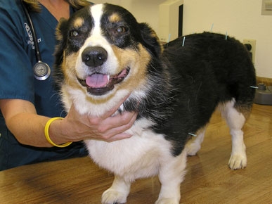 Tell Us: What Winter Treat Are You Planning For Your Pooch?