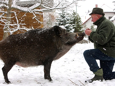 Funny Photo of the Day: A Spoon-fed Pig!