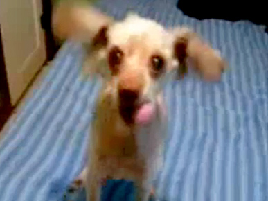 The Dog that Won't Shut Up!
