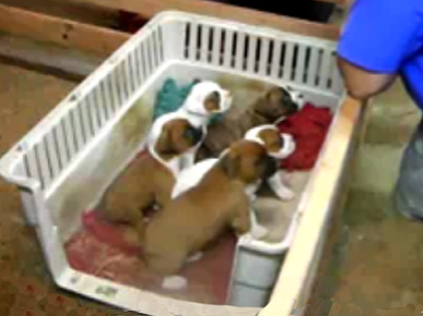 boxer puppies funny