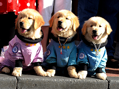 Space Puppies Invade Parade!
