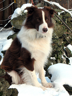 Winterize Your Pooch