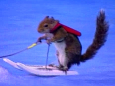 Meet Twiggy the Water-Skiing Squirrel!