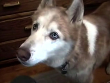 Oldie But Goody: The Talking Husky!
