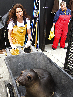Minnie Driver's Passion: Marine Wildlife