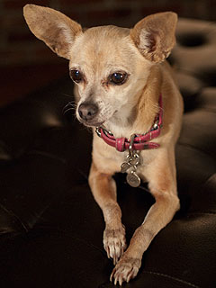 Taco Bell Chihuahua Dies
