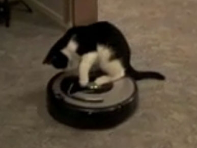 Wednesday's Funny Video: Roomba Kitty vs. Pit Bull