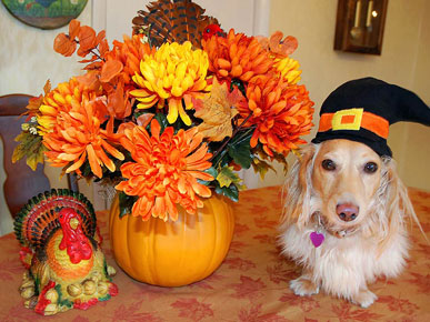 Show Us Your Thanksgiving Pet Pilgrims!