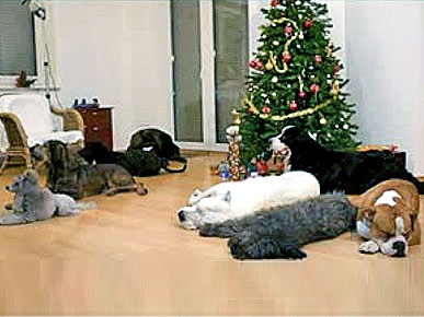 New You Tube Hit: Doggies Decorate For Christmas!