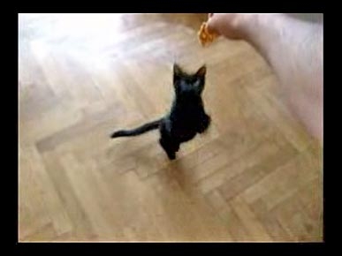 Gettin' In Shape! Mimi the Cat Works for Food