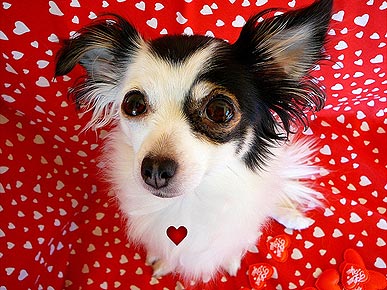 Pet Valentine Pictures