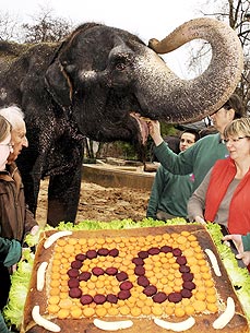 Vilja the Elephant Turns 60!