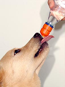 Bottle Toppers Help Quench Your Dog's Thirst