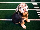 Puppy Bowl V Rocked by (Mock) Scandal