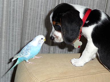 Friday's Funny Video: "Matrix Cat" Fights Off Onslaught of Puppies