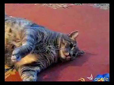 Friday's Funny Video: World's Biggest Cat Lays Down