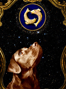 Dog Horoscope: Pisces (February 20 – March 20)