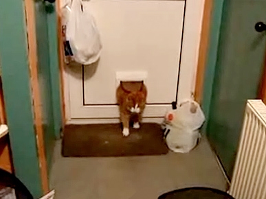 Tuesday's Funny Video: Fat Cat vs Cat Flap