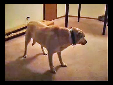 Wednesday's Funny Video: Bizkit the Sleep Walking Dog!