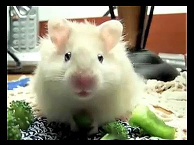 Monday's Funny Pet Video: The Nom Nom Song!