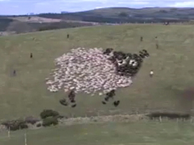 Funny Animal Video: Extreme Shepherding!