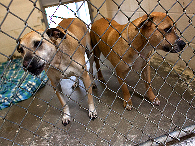 Hard Times Forcing Families to Give Up Their Pets