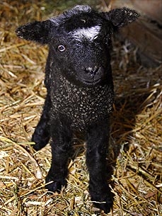 central park zoo welcomes three baby lambs cute pets zoo pregnancy birth chatter comment on its a mothers day giveaway by kimberly 229x305 central park zoo welcomes three baby lambs cute pets zoo pregnancy birth chatter comment on its a mothers day giveaway by kimberly 229x305