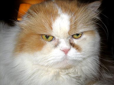 Cat on Twitter Raises Nearly $5,000 for Charities