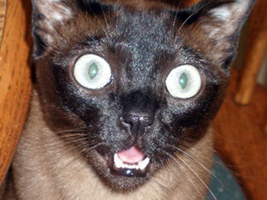 Caption Contest: Why Does Kitty Look So Shocked?
