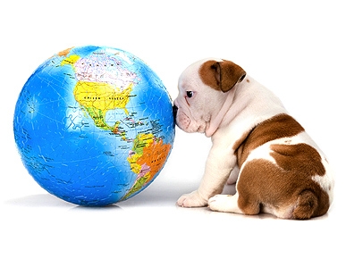 6 Ways to Reduce Your Pet's Carbon Paw Print