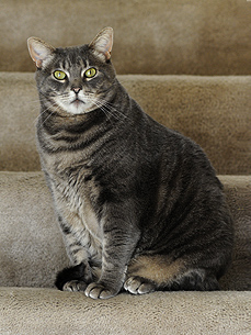 'Sassiest Tabby' Wins Romeo the Cat's Furball Contest