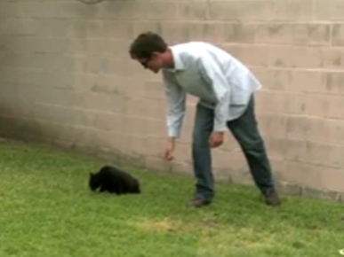 Monday's Funny Video: The Biggest Loser Cat Version!