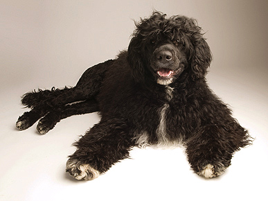Meet Solo! Bo Obama's Big Brother