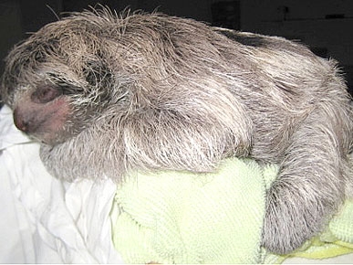 Baby Sloth Born at Costa Rican 'Slothspital'