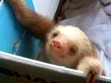 Friday's Funny Video: Sleepy Baby Sloth