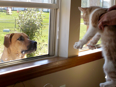 Quick Hits: Seattle's Kitty Coworker Plan; Plus: Baboons Babysit Goats!