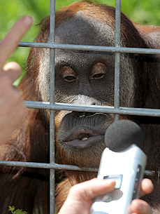 Whistling Orangutan Is Germany's Next Pop Star