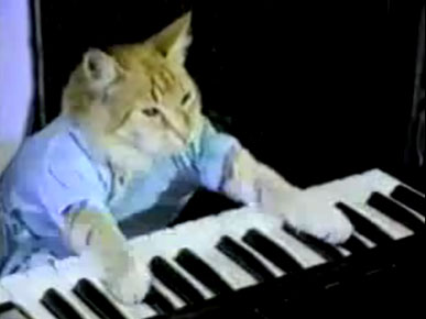 Wednesday's Funny Video: Fatso, the Piano-Playing Cat, Becomes Internet Sensation