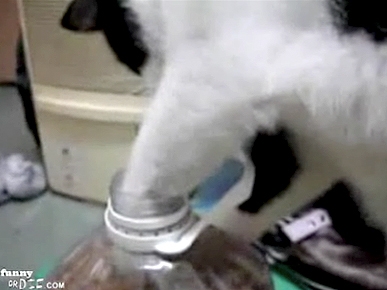 Tuesday's Funny Video: Cat Who Opens Jars!