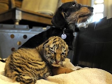 Bessie the Dog Plays Foster Mom to Abandoned Tiger Cub