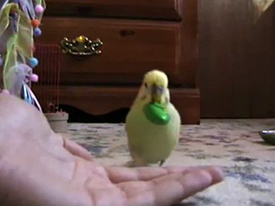 Tuesday's Funny Video: Who You Gonna Call? Chicken Busters!
