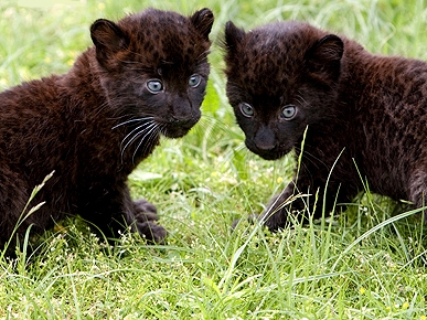 panthers animal cubs