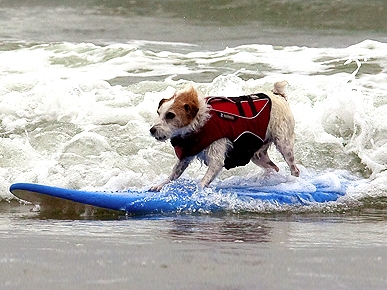 Cowabunga! Dogs Hang Ten at San Diego Surfing Contest