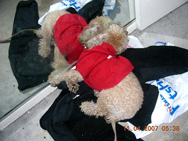 Animal 'D'oh!': Falling Asleep at the Mirror